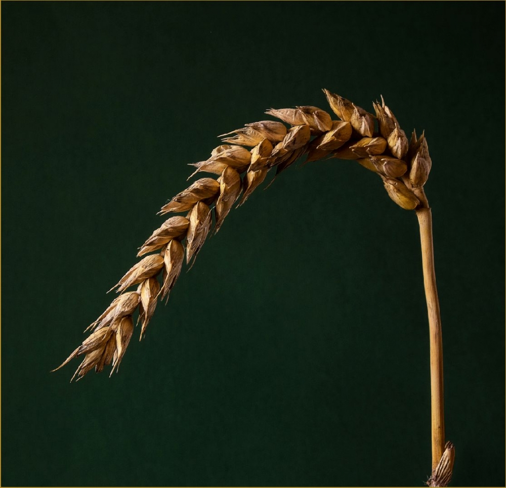 2nd Ear of wheat by Alan Ivey